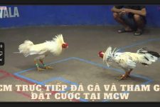 Chọi Gà Trực Tiếp Tại Nhà cái MCW – Trải Nghiệm Thú Vị Cho Người Yêu Gà